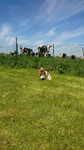 Education Canine près de Rouen - Jepsy surpris par les vaches